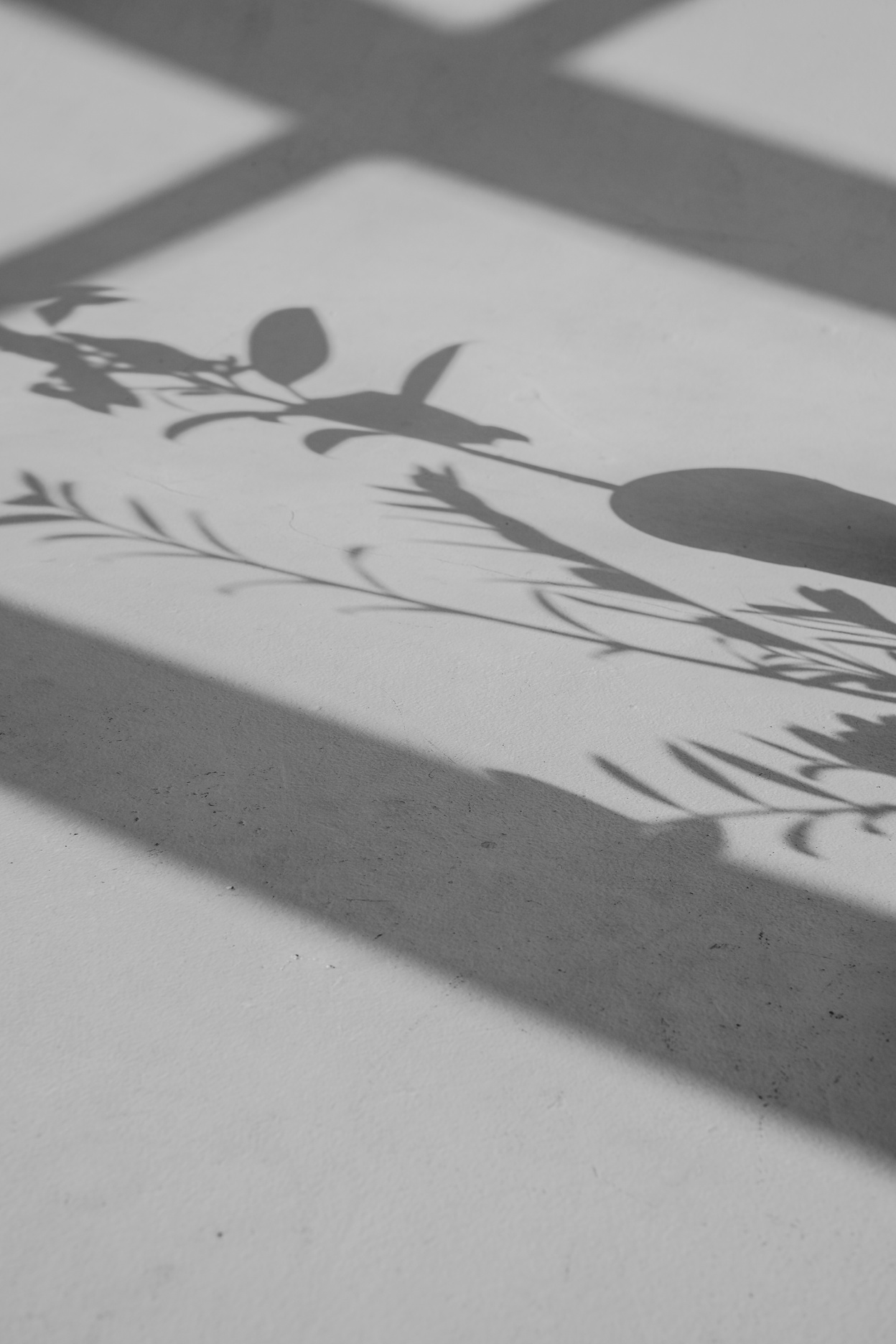 Shadow of Leaves on a Wall
